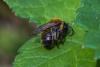Andrena synadelpha
